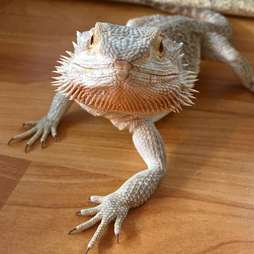 bearded dragon cuddly